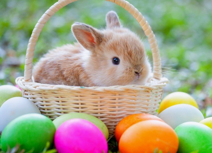 Easter Bunny Pictures